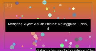 grafik ayam aduan filipina