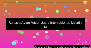 visual ayam aduan juara internasional
