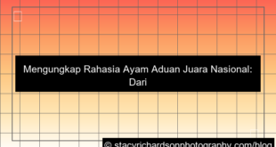 grafik ayam aduan juara nasional