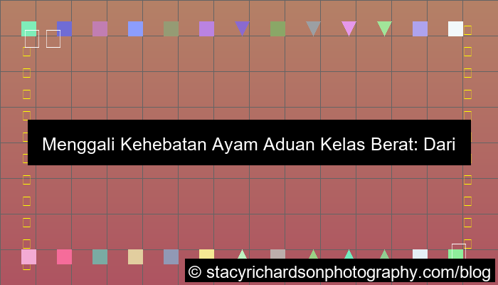 ilustrasi ayam aduan kelas berat