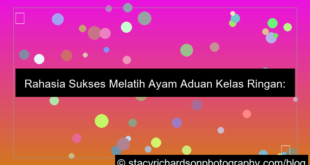 desain ayam aduan kelas ringan