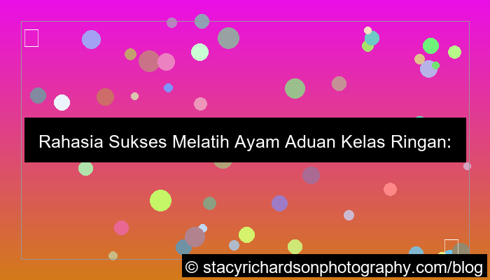 desain ayam aduan kelas ringan