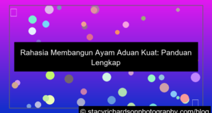 grafik ayam aduan kuat