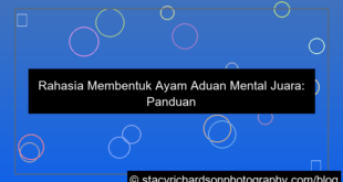 ayam aduan mental juara