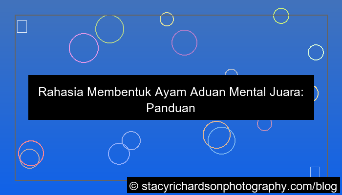 ayam aduan mental juara