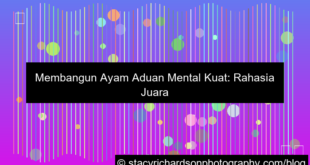 ayam aduan mental kuat