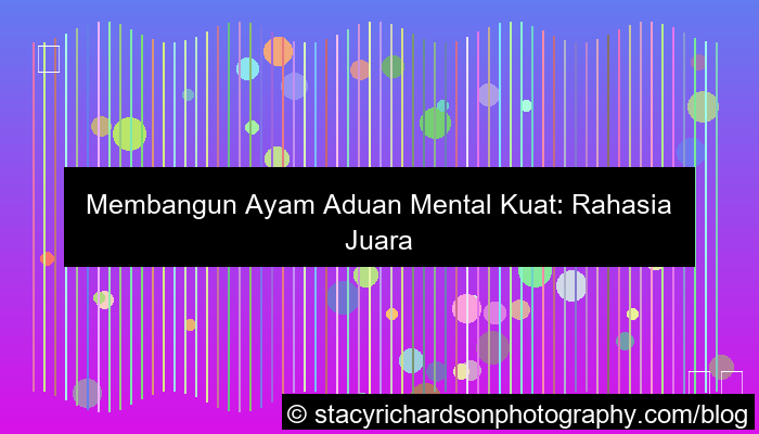 ayam aduan mental kuat