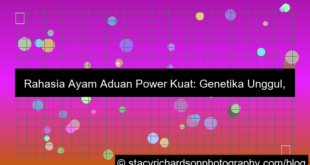 ayam aduan power kuat