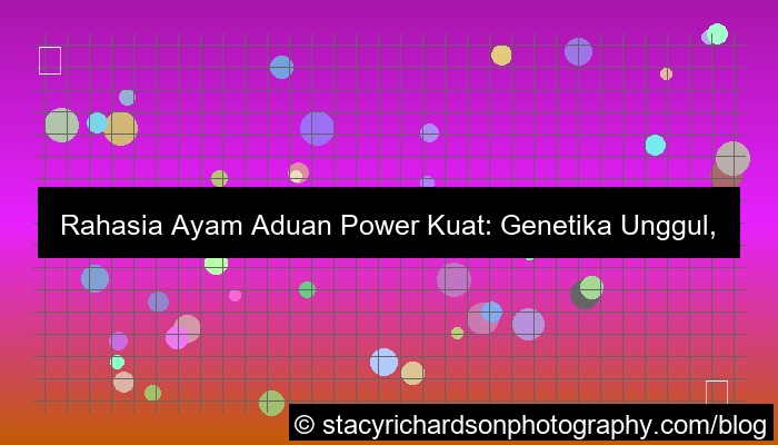 ayam aduan power kuat