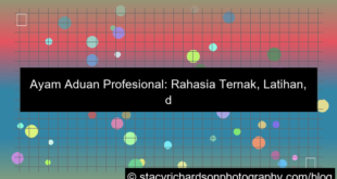 gambar ayam aduan profesional