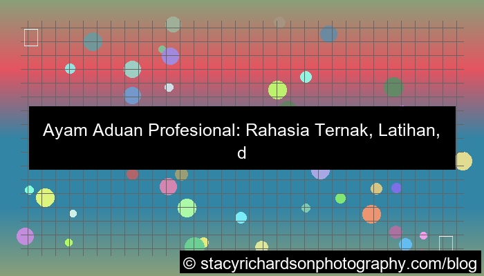 gambar ayam aduan profesional