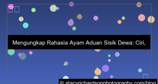 ayam aduan sisik dewa