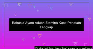 ayam aduan stamina kuat