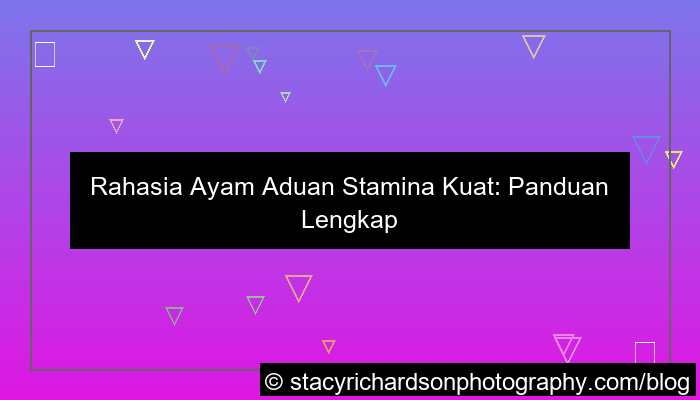 ayam aduan stamina kuat