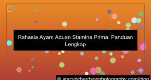 ilustrasi ayam aduan stamina prima