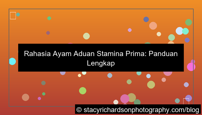 ilustrasi ayam aduan stamina prima