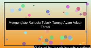 grafik ayam aduan teknik tarung