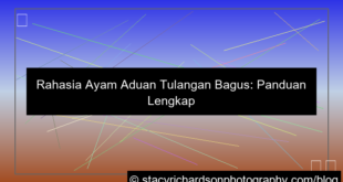 ayam aduan tulangan bagus