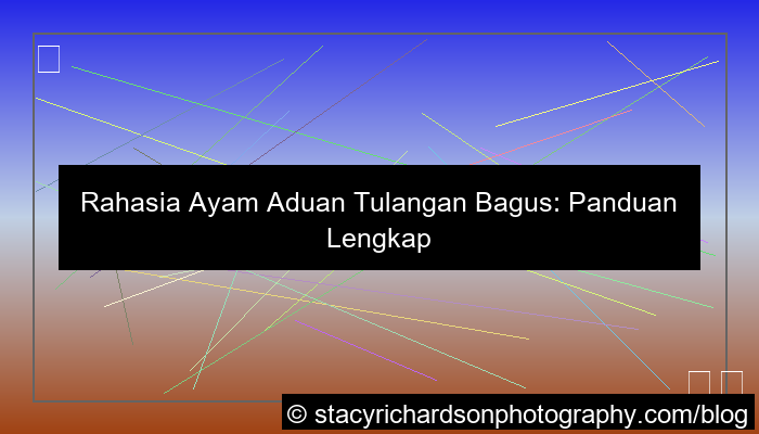 ayam aduan tulangan bagus