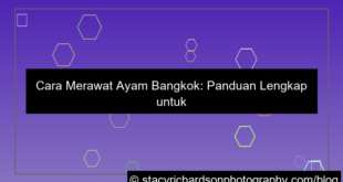 desain cara merawat ayam bangkok