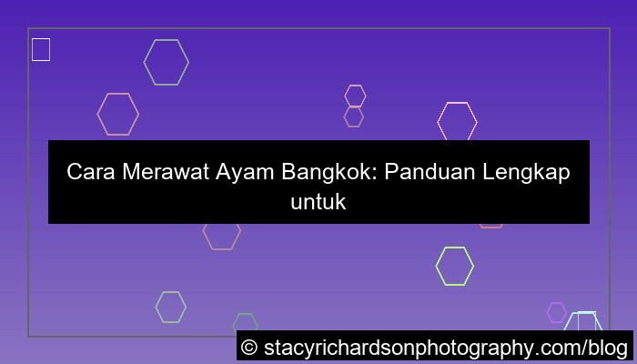 desain cara merawat ayam bangkok