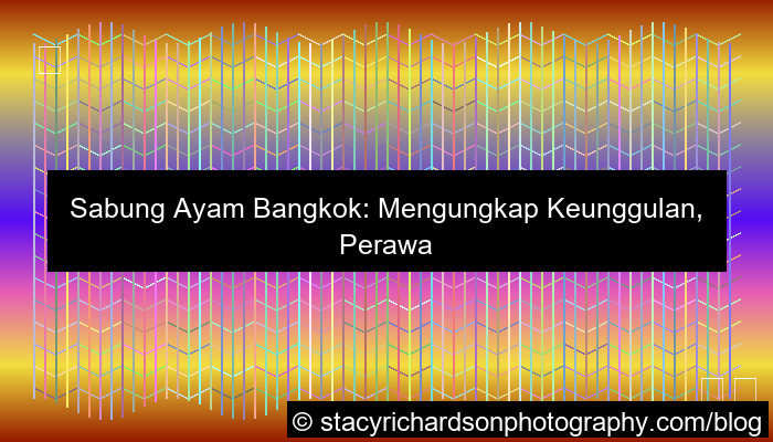 visual sabung ayam bangkok