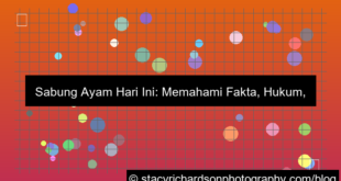 sabung ayam hari ini