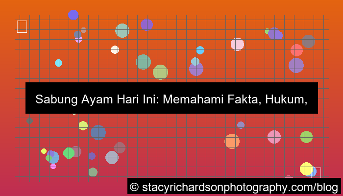 sabung ayam hari ini