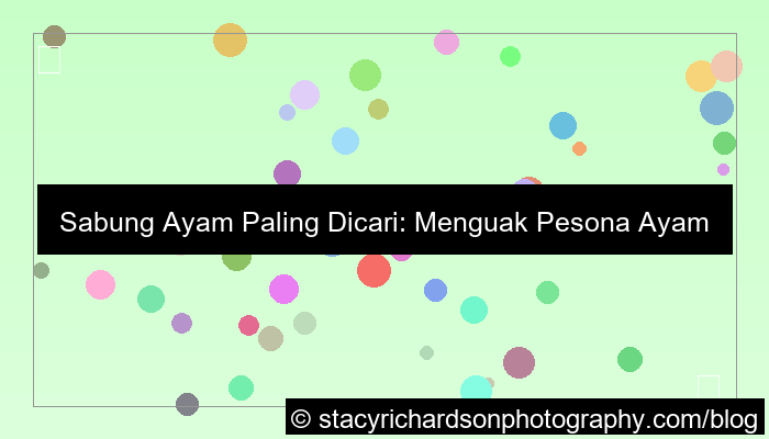 sabung ayam paling dicari