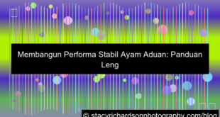 gambar sabung ayam performa stabil