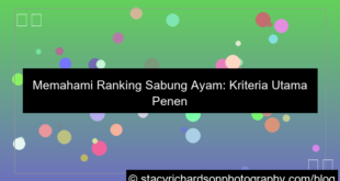 sabung ayam ranking