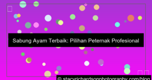 gambar sabung ayam rekomendasi terbaik