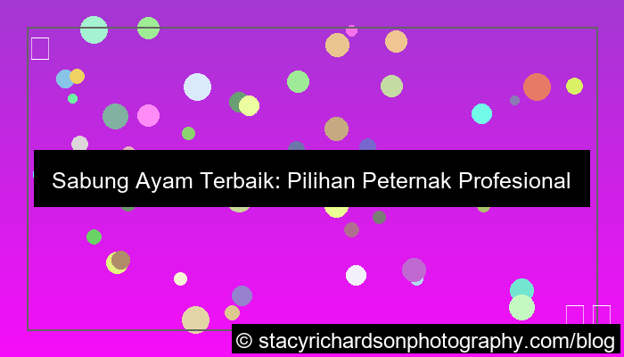 gambar sabung ayam rekomendasi terbaik
