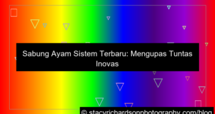 sabung ayam sistem terbaru