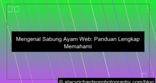 sabung ayam web