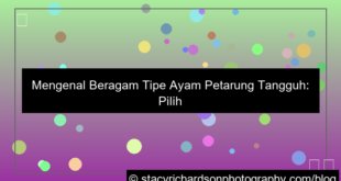 tipe ayam petarung