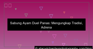 gambar sabung ayam duel panas