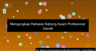 visual sabung ayam profesional