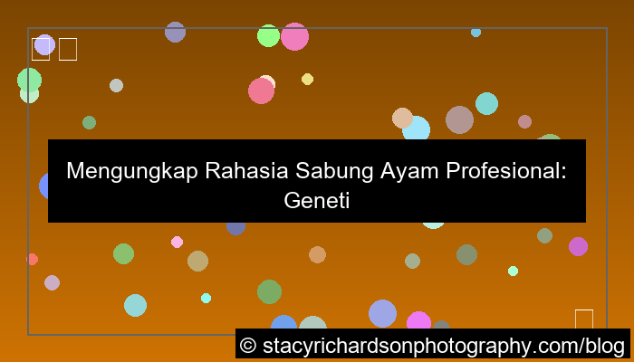 visual sabung ayam profesional