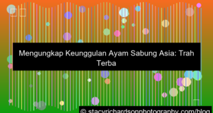 grafik sabung ayam unggulan asia