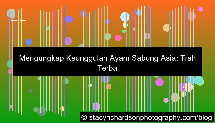 grafik sabung ayam unggulan asia